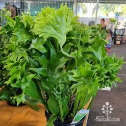 Microsorum Green Flame Fern -Outdoor Garden Store apo green flame microsorum