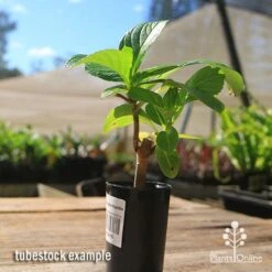 Hydrangea Ayesha 19 Hydrangea Ayesha -Outdoor Garden Store apo hydrangea ayesha tubestock