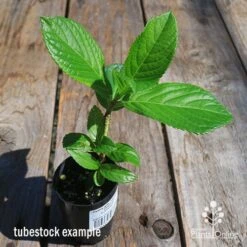 Hydrangea Jogasaki - Fireworks Hydrangea -Outdoor Garden Store apo hydrangea fireworks tubestock