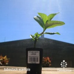 Hydrangea Jogasaki - Fireworks Hydrangea -Outdoor Garden Store apo hydrangea fireworks tubestock2