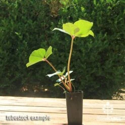 Hellebore Ice Breaker Max - Winter Rose -Outdoor Garden Store apo icebreaker max hellebore tubestock