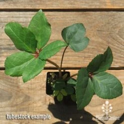 Hellebore Ice Breaker Max - Winter Rose -Outdoor Garden Store apo icebreaker max hellebore tubestock top