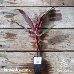 Cordyline Fruticosa John Klass Red -Outdoor Garden Store apo jkr tubestock