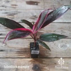 Cordyline Fruticosa John Klass Red -Outdoor Garden Store apo jkr tubestock above