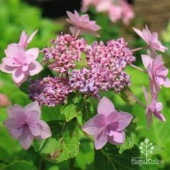 Hydrangea Jogasaki - Fireworks Hydrangea -Outdoor Garden Store apo jogasaki fireworks hydrangea