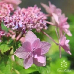 Hydrangea Jogasaki - Fireworks Hydrangea -Outdoor Garden Store apo jogasaki hydrangea floret
