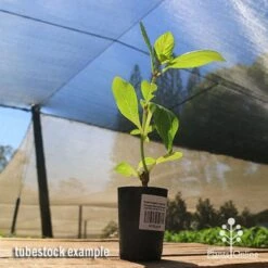 Hydrangea Jogasaki - Fireworks Hydrangea -Outdoor Garden Store apo jogasaki tubestock