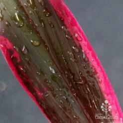 Cordyline Fruticosa John Klass Red -Outdoor Garden Store apo john klass leaf colour