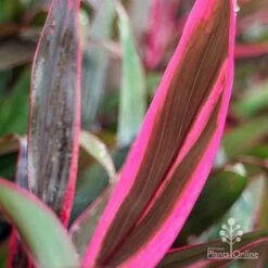 Cordyline Fruticosa John Klass Red -Outdoor Garden Store apo john klass red leaf