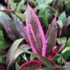 Cordyline Fruticosa John Klass Red -Outdoor Garden Store apo john klass red really pink