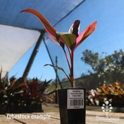 Cordyline Fruticosa John Klass Red -Outdoor Garden Store apo john klass tubestock blue sky