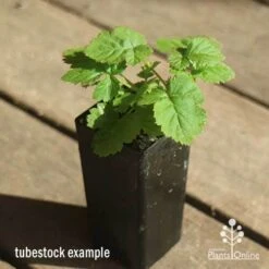 Loganberry -Outdoor Garden Store apo loganberry tubestock