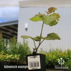 Loganberry -Outdoor Garden Store apo loganberry tubestock 1