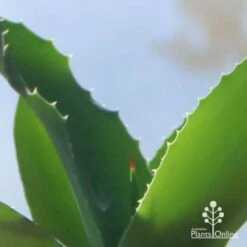 Mangave Falling Waters - Succulent -Outdoor Garden Store apo mangave falling waters teeth