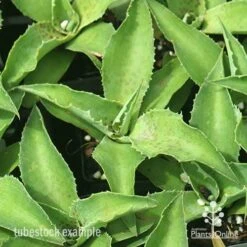 Mangave Falling Waters - Succulent -Outdoor Garden Store apo mangave falling waters tubestock