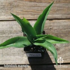 Mangave Falling Waters - Succulent -Outdoor Garden Store apo mangave falling waters tubestock top