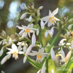 Matapouri Bay - Arthropodium 16 Matapouri Bay - Arthropodium -Outdoor Garden Store apo matapouri bay flowers close