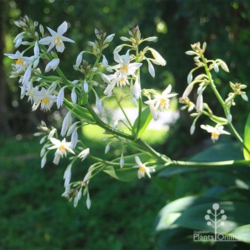 Matapouri Bay - Arthropodium 4 Matapouri Bay - Arthropodium - Image 2