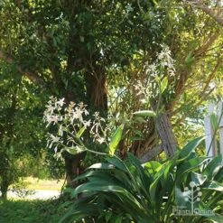 Matapouri Bay - Arthropodium 20 Matapouri Bay - Arthropodium -Outdoor Garden Store apo matapouri bay woodland