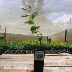 Blueberry Misty 21 Blueberry Misty -Outdoor Garden Store apo misty tubestock side