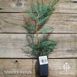 Cupressocyparis Naylors Blue - Leyland Cypress -Outdoor Garden Store apo naylors blue cypress tubestock