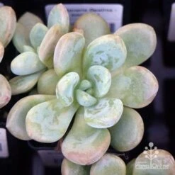 Graptoveria Opalina - Succulent -Outdoor Garden Store apo opalina