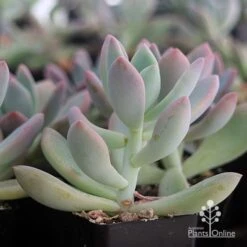 Graptoveria Opalina - Succulent -Outdoor Garden Store apo opalina colour shade
