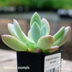 Graptoveria Opalina - Succulent -Outdoor Garden Store apo opalina tubestock colours