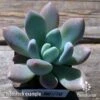 Graptoveria Opalina - Succulent -Outdoor Garden Store apo opalina tubestock top 1