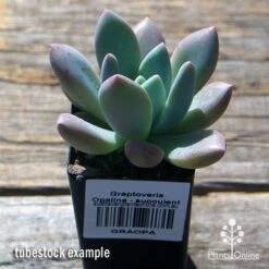 Graptoveria Opalina - Succulent -Outdoor Garden Store apo opalina tubestock 1