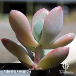 Graptoveria Opalina - Succulent -Outdoor Garden Store apo opalina tubestock 2