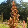 Syzygium Orange Twist - Lilly Pilly -Outdoor Garden Store apo orange twist backlit