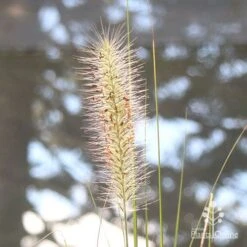 Pennisetum Alopecuroides - Swamp Fountain Grass -Outdoor Garden Store apo pennisetum alopec awn 2