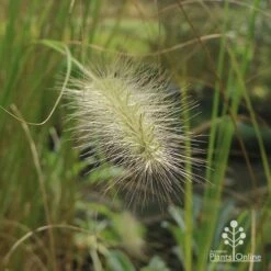 Pennisetum Alopecuroides - Swamp Fountain Grass -Outdoor Garden Store apo pennisetum alopec awn