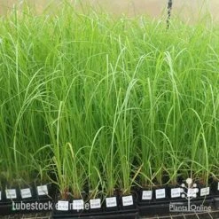 Pennisetum Alopecuroides - Swamp Fountain Grass -Outdoor Garden Store apo pennisetum alopecuroides large
