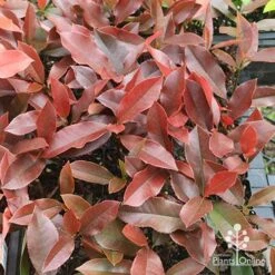 Photinia Black Jack -Outdoor Garden Store apo photinia black jack