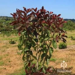 Photinia Black Jack -Outdoor Garden Store apo photinia black jack bush