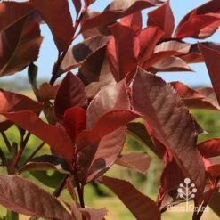 Photinia Black Jack -Outdoor Garden Store apo photinia black jack colour
