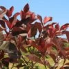 Photinia Black Jack -Outdoor Garden Store apo photinia black jack foliage