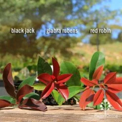 Photinia Black Jack -Outdoor Garden Store apo photinia trio compare 2