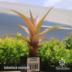 Pineapple Pure Gold -Outdoor Garden Store apo pineapple tubestock pure gold