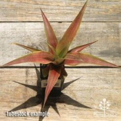 Pineapple Pure Gold -Outdoor Garden Store apo pineapple tubestock pure gold top