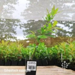 Pomegranate Double Orange -Outdoor Garden Store apo pomegranate double flower tubestock