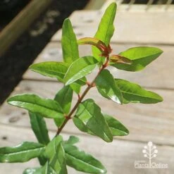 Pomegranate Double Orange -Outdoor Garden Store apo pomegranate double orange foliage 1