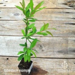 Pomegranate Double Orange -Outdoor Garden Store apo pomegranate double tubestock