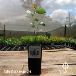 Blueberry Powder Blue -Outdoor Garden Store apo powder blue tubestock side