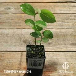 Blueberry Powder Blue -Outdoor Garden Store apo powder blue tubestock top