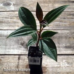 Tibouchina Purple Star -Outdoor Garden Store apo purple star tubestock above