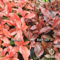 Photinia Black Jack -Outdoor Garden Store apo red robin black jack compare