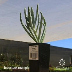 Senecio Chalk Sticks - Succulent -Outdoor Garden Store apo seneci ochalk sticks tubestock sun